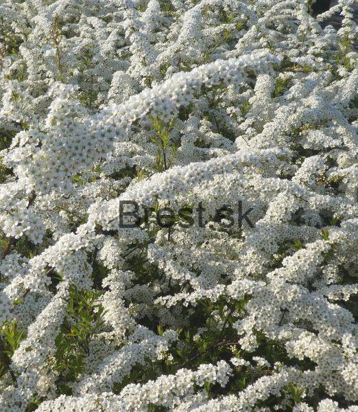 Spiraea cinerea 'Grefsheim'